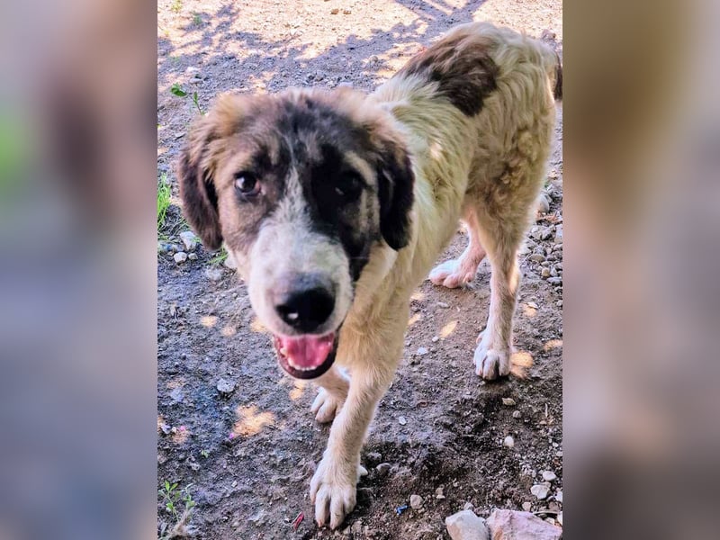 Vasili, ein großer Schelm möchte geliebt werden.