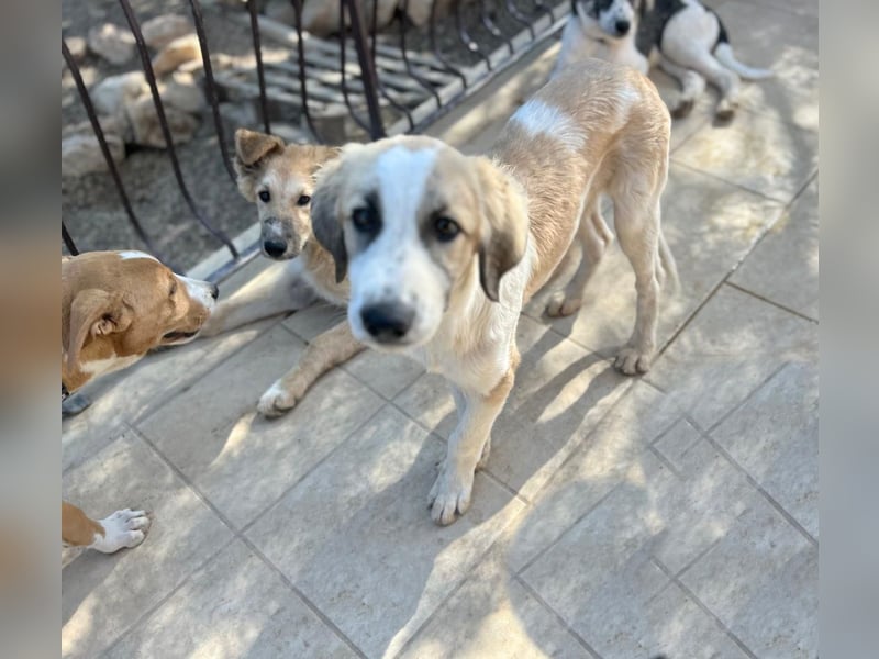 Miso - der Sonnenschein auf vier Pfoten ist bereit für sein Für-immer-Zuhause