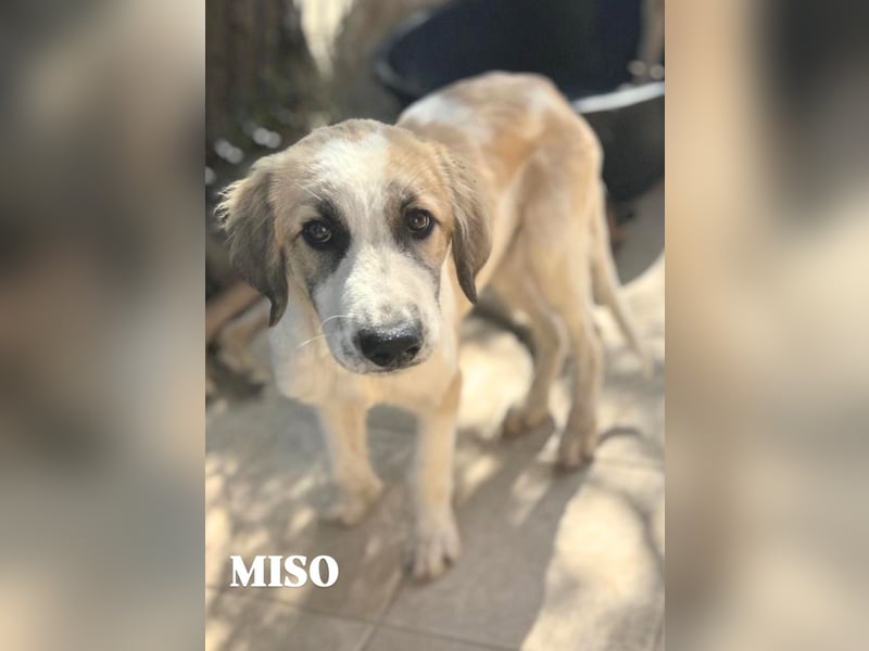 Miso - der Sonnenschein auf vier Pfoten ist bereit für sein Für-immer-Zuhause