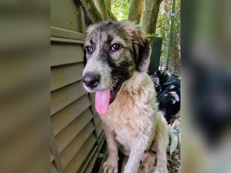 Vasili, ein großer Schelm möchte geliebt werden.