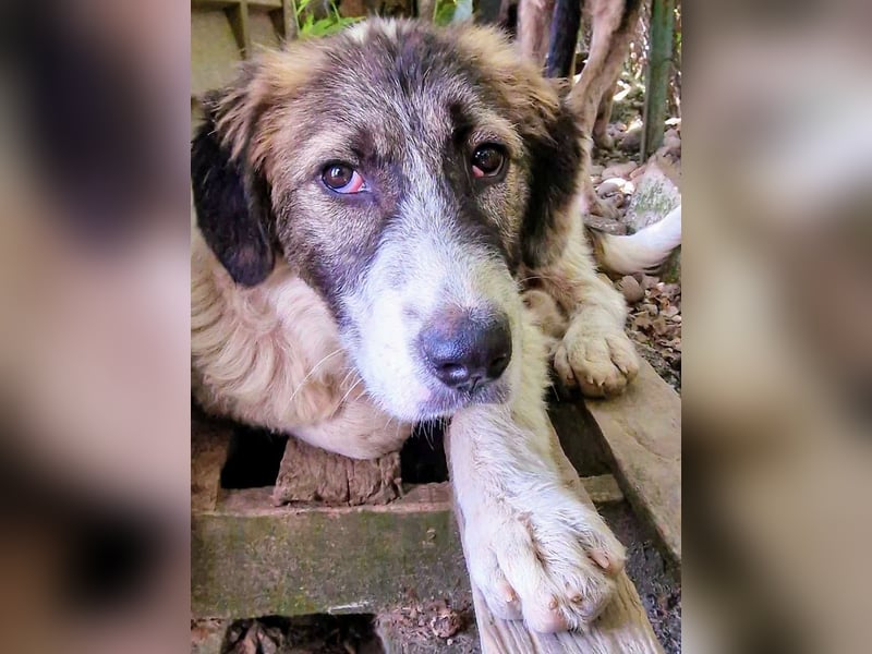 Vasili, ein großer Schelm möchte geliebt werden.