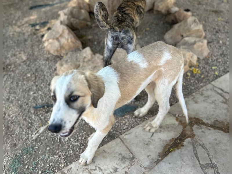 Miso - der Sonnenschein auf vier Pfoten ist bereit für sein Für-immer-Zuhause