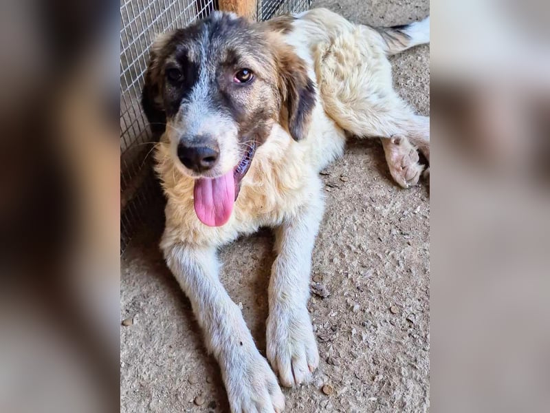 Vasili, ein großer Schelm möchte geliebt werden.