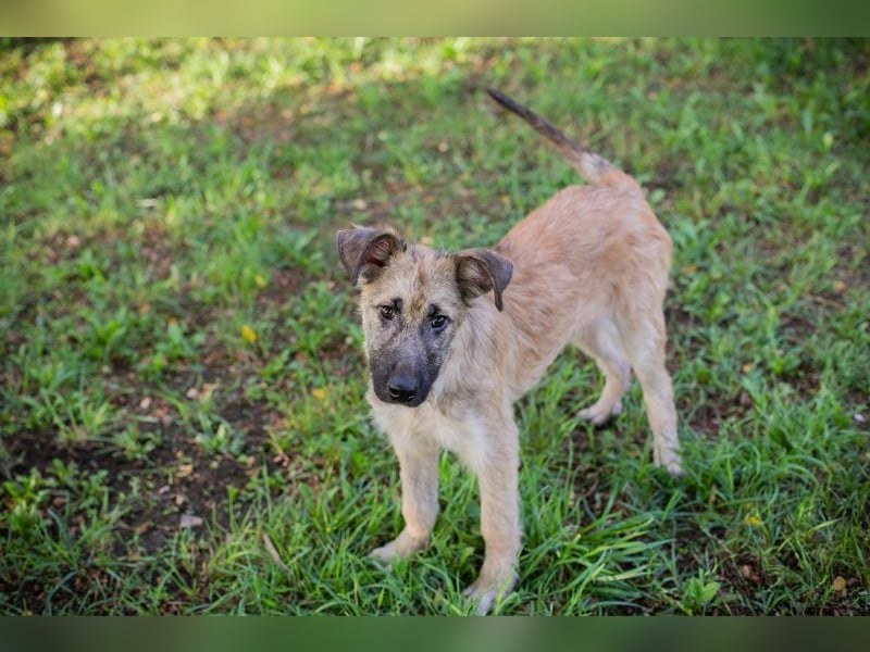 Welpe KALEO - ich suche ein tolles Zuhause in dem ich ein vollwertiges Familienmitglied sein darf