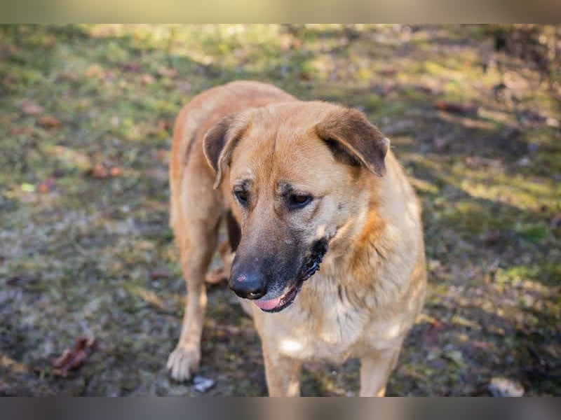 KOJA - wer verliebt sich in das hübsche, liebe Hundemädchen? KOJA - wer verliebt sich in das hübsche, liebe Hundemädchen?