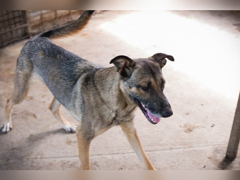 MARLEE - die aktive und verspielte Hündin freut sich auf tolle Abenteuer mit ihrer Familie MARLEE - die aktive und verspielte Hündin freut sich auf tolle Abenteuer mit ihrer Familie