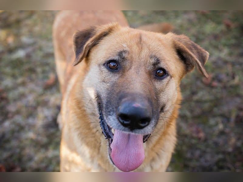 KOJA - wer verliebt sich in das hübsche, liebe Hundemädchen? KOJA - wer verliebt sich in das hübsche, liebe Hundemädchen?