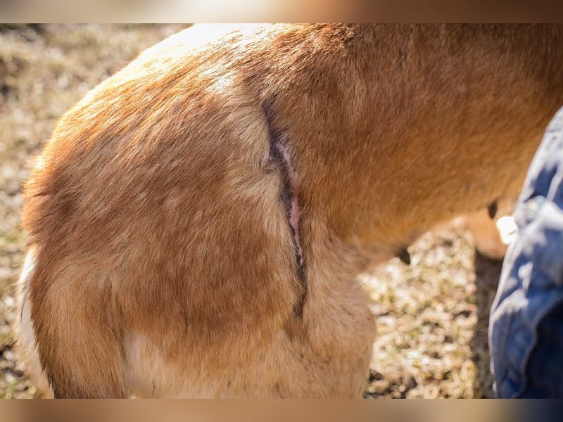 KOJA - wer verliebt sich in das hübsche, liebe Hundemädchen? KOJA - wer verliebt sich in das hübsche, liebe Hundemädchen?