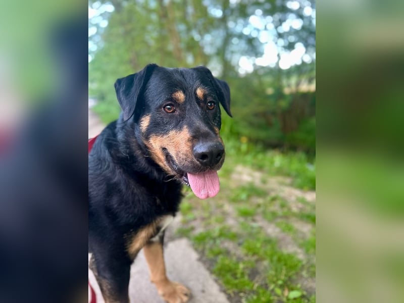 OSKAR - wer zeigt dem verspielten, klugen Rüden, wie schön ein Hundeleben sein kann?