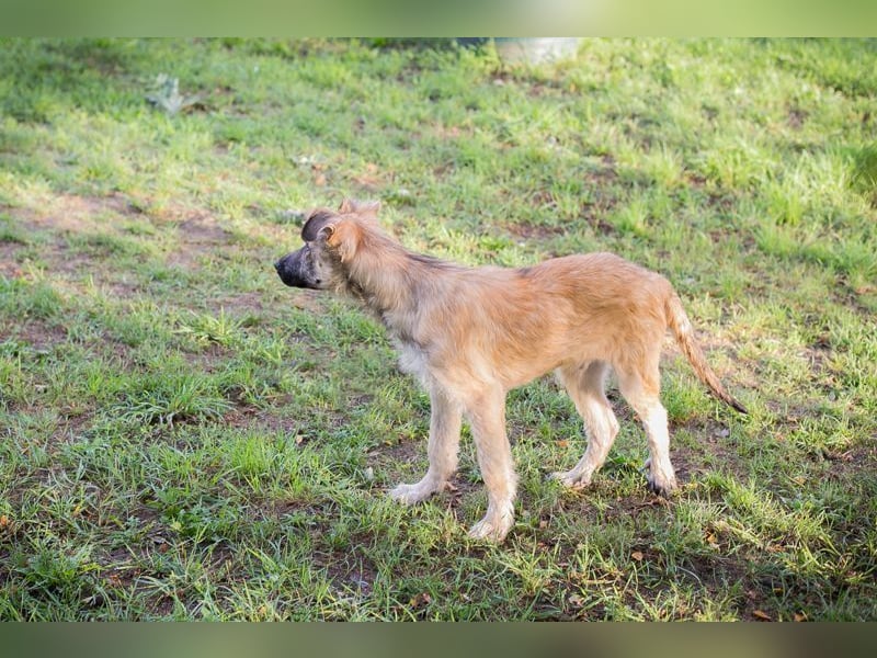 Welpe KALEO - ich suche ein tolles Zuhause in dem ich ein vollwertiges Familienmitglied sein darf