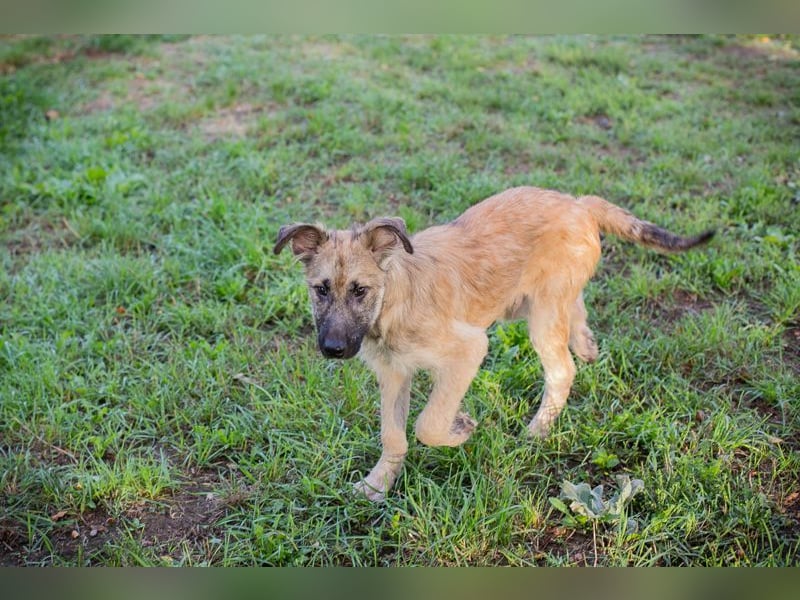 Welpe KALEO - ich suche ein tolles Zuhause in dem ich ein vollwertiges Familienmitglied sein darf