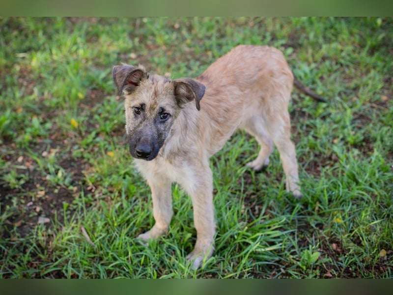 Welpe KALEO - ich suche ein tolles Zuhause in dem ich ein vollwertiges Familienmitglied sein darf