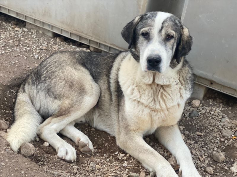 Torac, geb. ca. 08/2023, lebt in GRIECHENLAND, im städt. Tierheim Serres