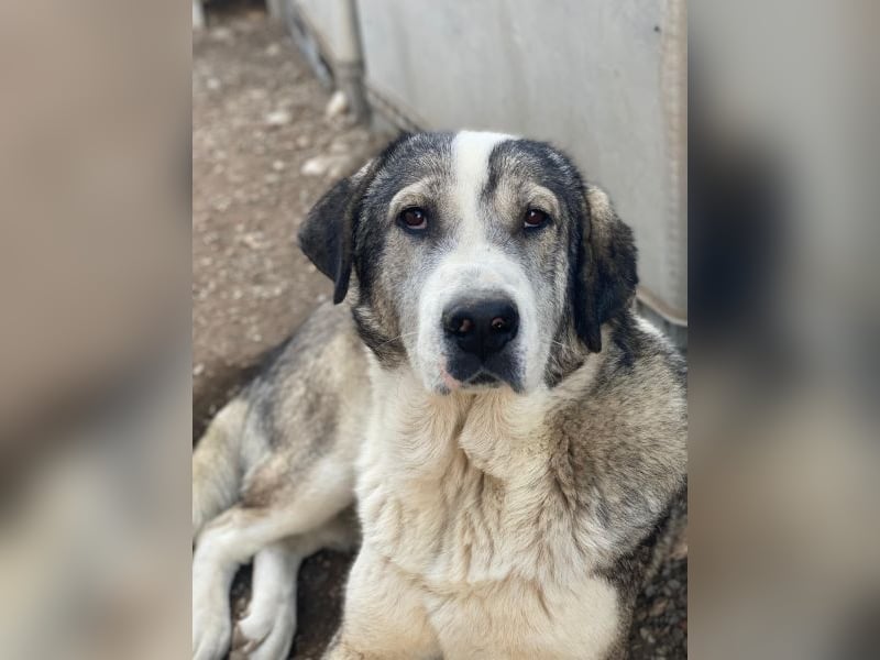 Torac, geb. ca. 08/2023, lebt in GRIECHENLAND, im städt. Tierheim Serres