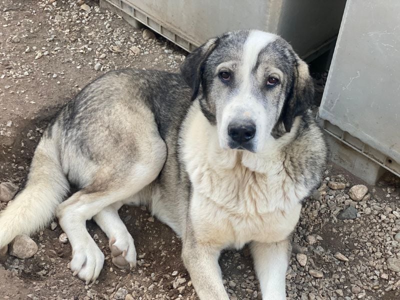 Torac, geb. ca. 08/2023, lebt in GRIECHENLAND, im städt. Tierheim Serres