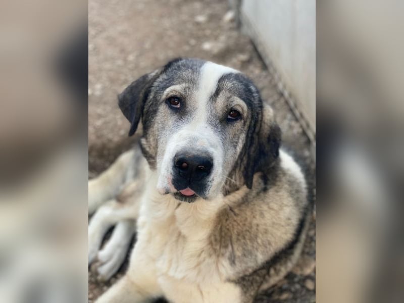 Torac, geb. ca. 08/2023, lebt in GRIECHENLAND, im städt. Tierheim Serres