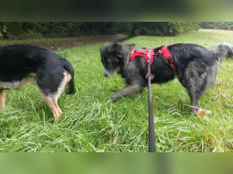 Anima, wunderschön und total menschenbezogen sucht .....