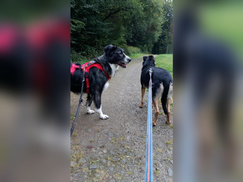 Anima, wunderschön und total menschenbezogen sucht .....