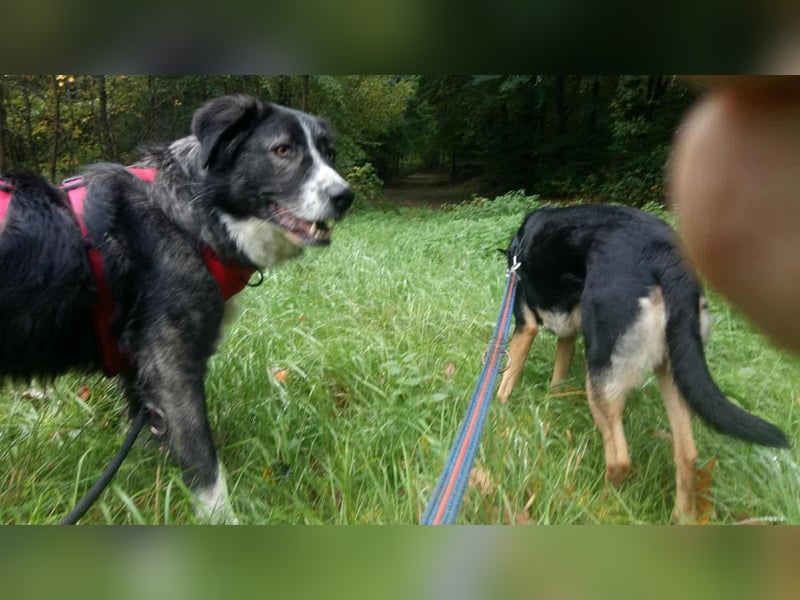 Anima, wunderschön und total menschenbezogen sucht .....