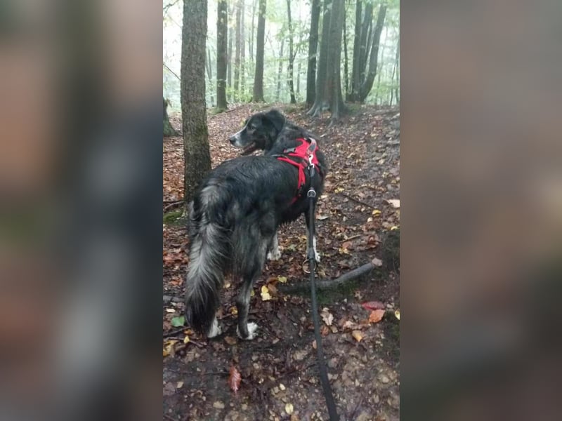 Anima, wunderschön und total menschenbezogen sucht .....