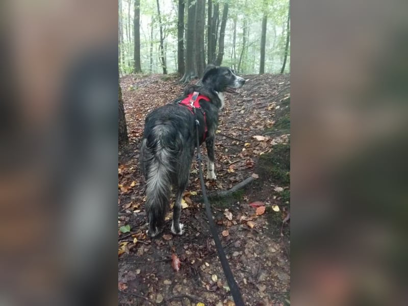 Anima, wunderschön und total menschenbezogen sucht .....