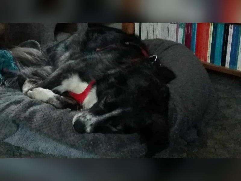 Anima, wunderschön und total menschenbezogen sucht .....