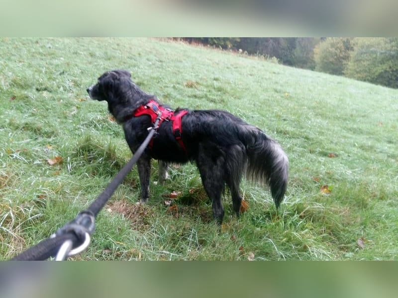 Anima, wunderschön und total menschenbezogen sucht .....