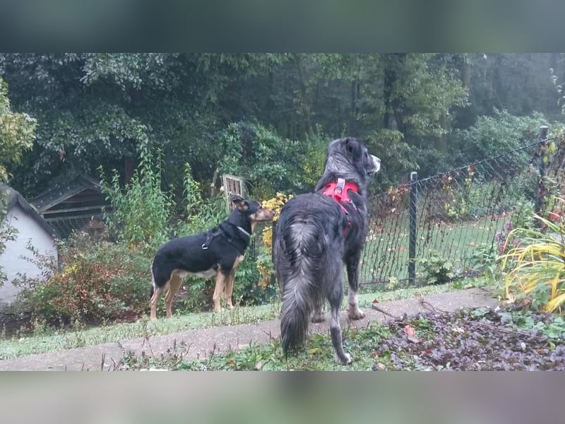 Anima, wunderschön und total menschenbezogen sucht .....