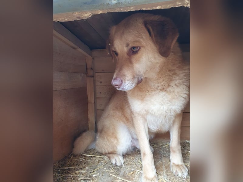 ♥JANNI♥ sehr hübscher, ganz lieber, noch unsicherer Rüde 61 cm ♥JANNI♥ sehr hübscher, ganz lieber, noch unsicherer Rüde 61 cm