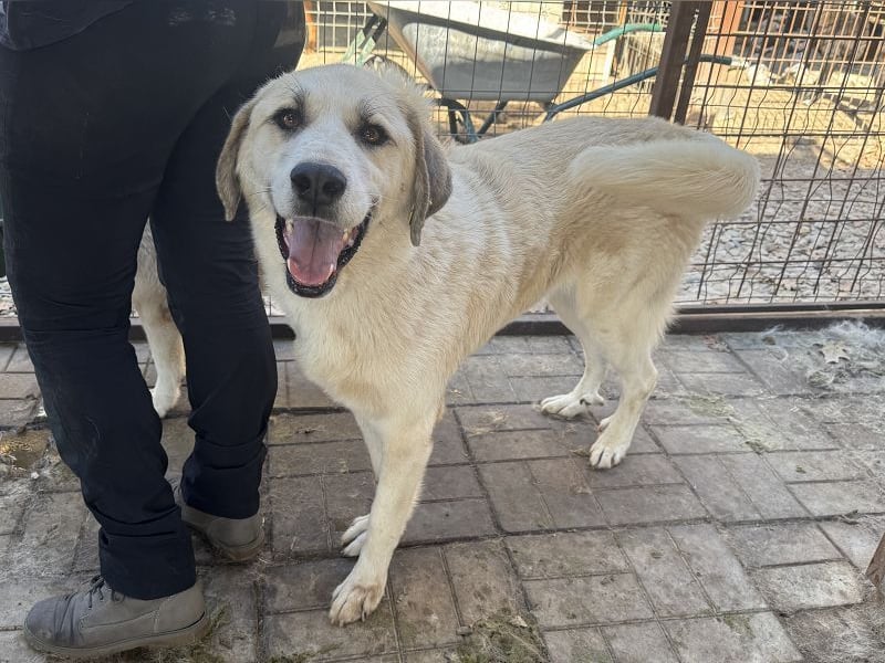 ♥BRADLEY♥ wunderschöner,so lieber,stattlicher HerdenschutzRüde mit einem wundervollen Charakter 71cm ♥BRADLEY♥ wunderschöner,so lieber,stattlicher HerdenschutzRüde mit einem wundervollen Charakter 71cm