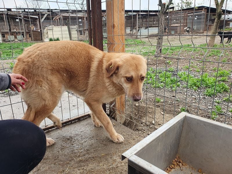 ♥JANNI♥ sehr hübscher, ganz lieber, noch unsicherer Rüde 61 cm ♥JANNI♥ sehr hübscher, ganz lieber, noch unsicherer Rüde 61 cm