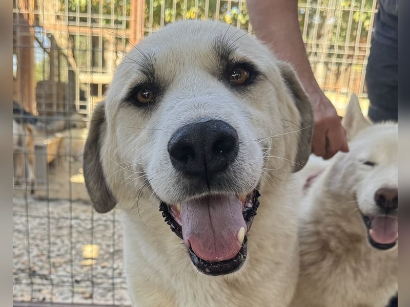 ♥BRADLEY♥ wunderschöner,so lieber,stattlicher HerdenschutzRüde mit einem wundervollen Charakter 71cm