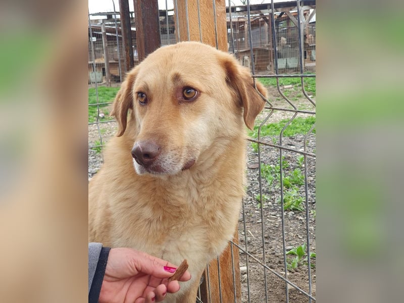 ♥JANNI♥ sehr hübscher, ganz lieber, noch unsicherer Rüde 61 cm ♥JANNI♥ sehr hübscher, ganz lieber, noch unsicherer Rüde 61 cm