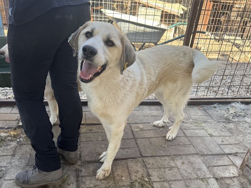 ♥BRADLEY♥ wunderschöner,so lieber,stattlicher HerdenschutzRüde mit einem wundervollen Charakter 71cm ♥BRADLEY♥ wunderschöner,so lieber,stattlicher HerdenschutzRüde mit einem wundervollen Charakter 71cm