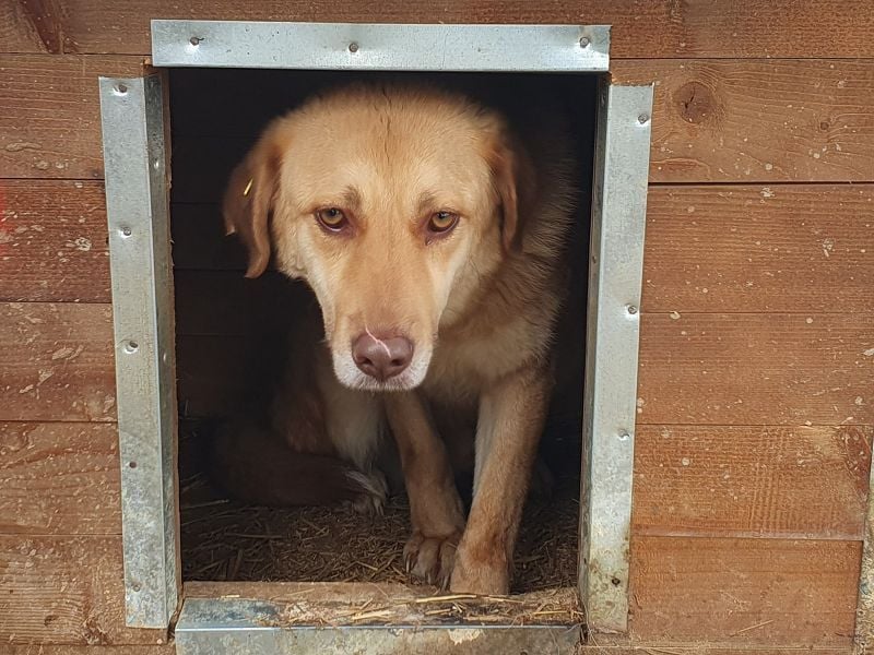 ♥JANNI♥ sehr hübscher, ganz lieber, noch unsicherer Rüde 61 cm ♥JANNI♥ sehr hübscher, ganz lieber, noch unsicherer Rüde 61 cm