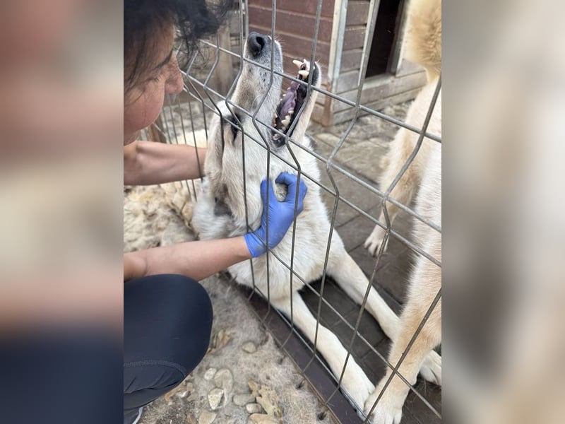 ♥BRADLEY♥ wunderschöner,so lieber,stattlicher HerdenschutzRüde mit einem wundervollen Charakter 71cm