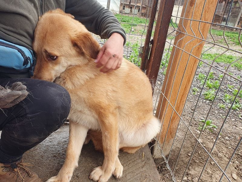 ♥JANNI♥ sehr hübscher, ganz lieber, noch unsicherer Rüde 61 cm ♥JANNI♥ sehr hübscher, ganz lieber, noch unsicherer Rüde 61 cm