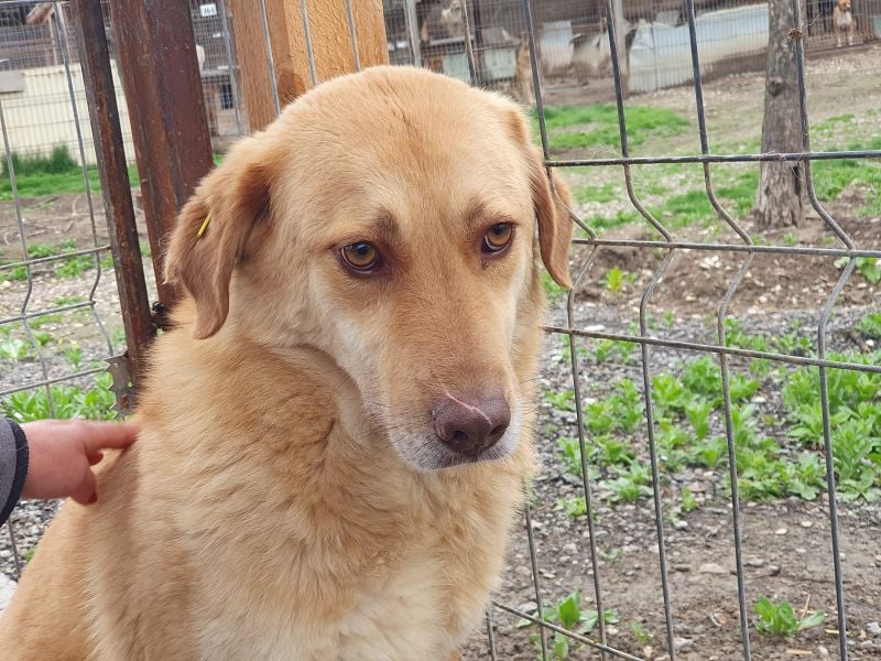 ♥JANNI♥ sehr hübscher, ganz lieber, noch unsicherer Rüde 61 cm ♥JANNI♥ sehr hübscher, ganz lieber, noch unsicherer Rüde 61 cm