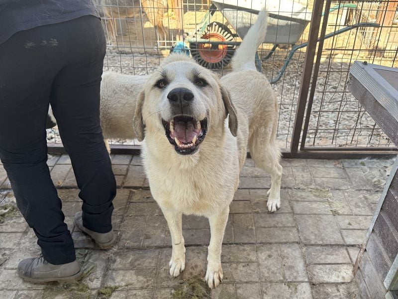 ♥BRADLEY♥ wunderschöner,so lieber,stattlicher HerdenschutzRüde mit einem wundervollen Charakter 71cm ♥BRADLEY♥ wunderschöner,so lieber,stattlicher HerdenschutzRüde mit einem wundervollen Charakter 71cm