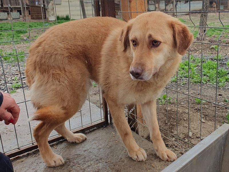 ♥JANNI♥ sehr hübscher, ganz lieber, noch unsicherer Rüde 61 cm ♥JANNI♥ sehr hübscher, ganz lieber, noch unsicherer Rüde 61 cm