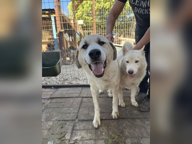 ♥BRADLEY♥ wunderschöner,so lieber,stattlicher HerdenschutzRüde mit einem wundervollen Charakter 71cm ♥BRADLEY♥ wunderschöner,so lieber,stattlicher HerdenschutzRüde mit einem wundervollen Charakter 71cm