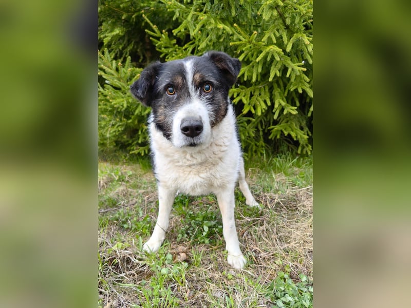 Dankbarer Hund Rich ❤️ mit Handicap sucht liebevolle Pflege oder Endstelle