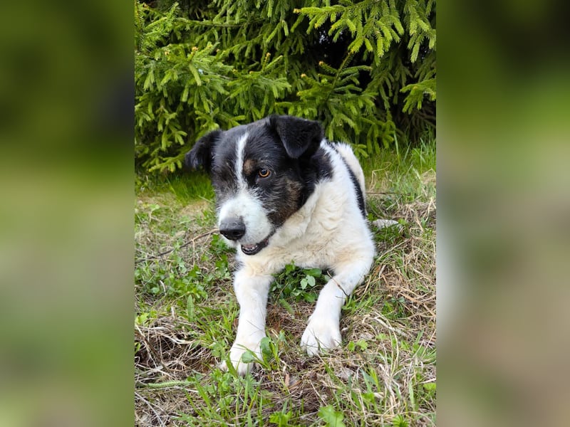 Dankbarer Hund Rich ❤️ mit Handicap sucht liebevolle Pflege oder Endstelle