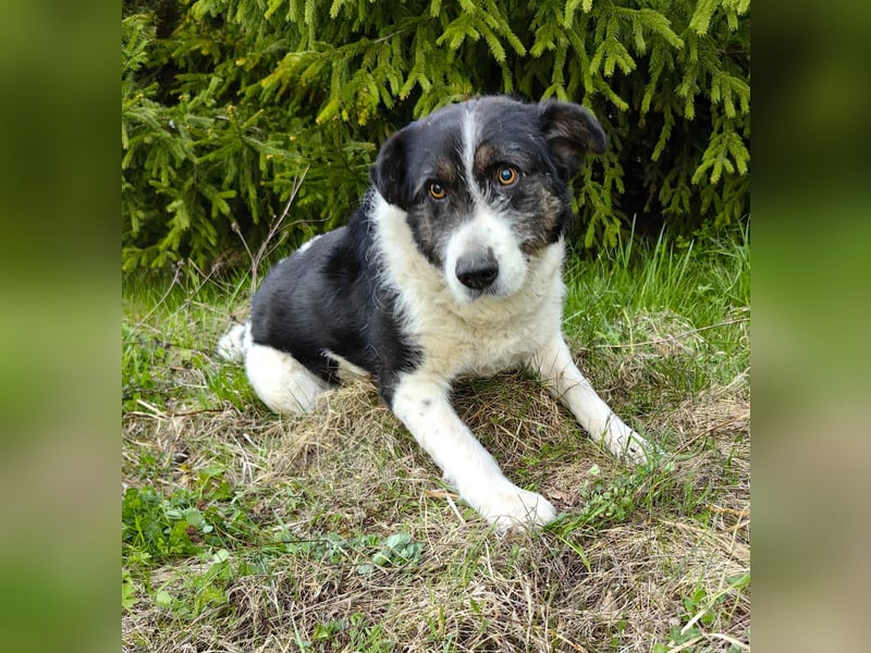 Dankbarer Hund Rich ❤️ mit Handicap sucht liebevolle Pflege oder Endstelle