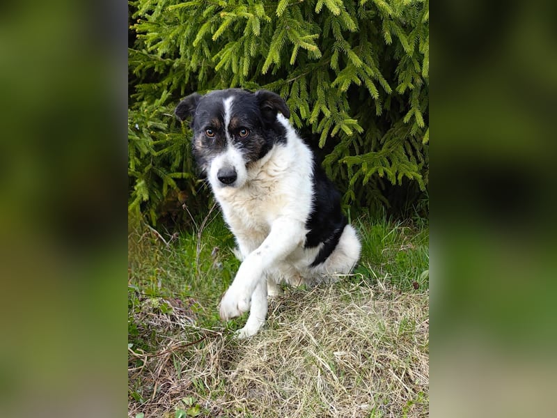 Dankbarer Hund Rich ❤️ mit Handicap sucht liebevolle Pflege oder Endstelle