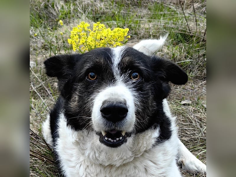 Dankbarer Hund Rich ❤️ mit Handicap sucht liebevolle Pflege oder Endstelle