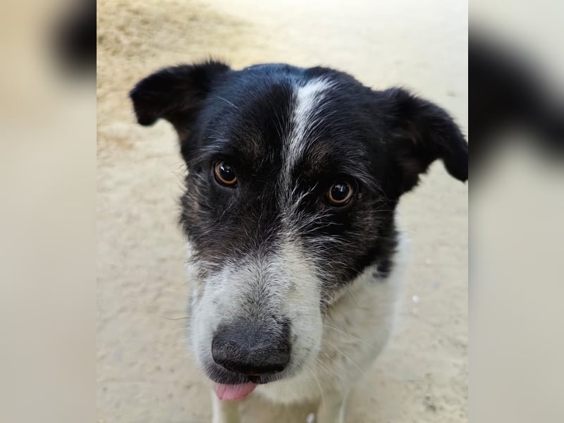 Dankbarer Hund Rich ❤️ mit Handicap sucht liebevolle Pflege oder Endstelle