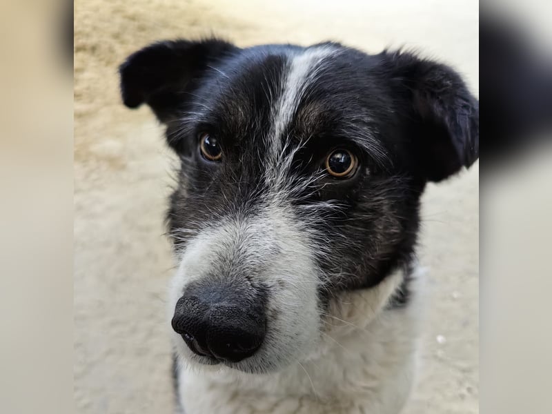 Dankbarer Hund Rich ❤️ mit Handicap sucht liebevolle Pflege oder Endstelle