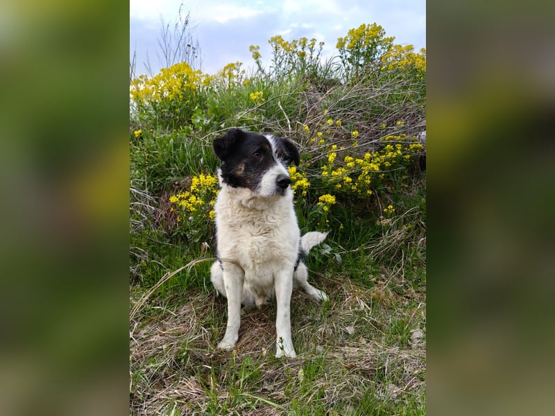 Dankbarer Hund Rich ❤️ mit Handicap sucht liebevolle Pflege oder Endstelle