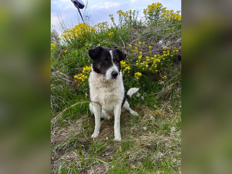 Dankbarer Hund Rich ❤️ mit Handicap sucht liebevolle Pflege oder Endstelle